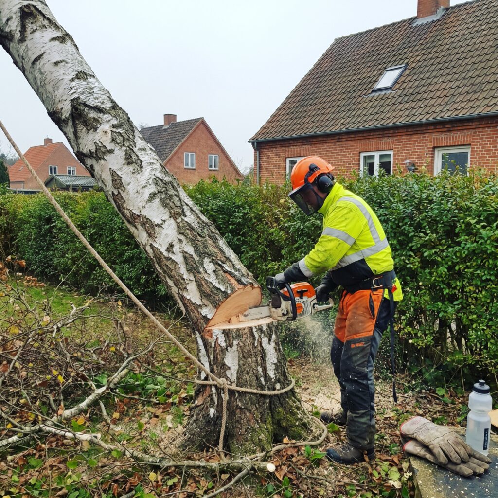 anlægsgartner, træfældning, motorsav, sikkerhed, have, udendørs, stort træ, professionel, arborist, hjelm, visir, beskyttelse, birketræ, fældesnit, styreline, savsmuld, farligt arbejde, storttræ fældning, naboer, sikkerhedsudstyr